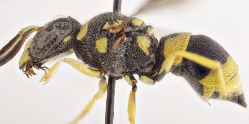 Ancistrocerus auctus